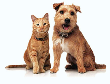 Magicvets, pet care services in Noida, Delhi, Ghaziabad, Gurgaon