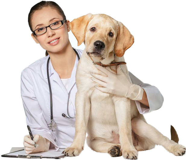 Magicvets the Pet Clinic and Pet Ambulance in Noida & NCR Delhi