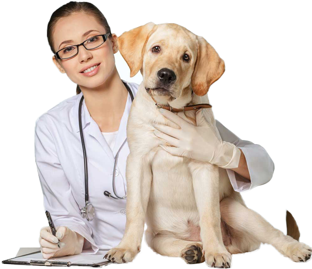 Magicvets, pet care services in Noida, Delhi, Ghaziabad, Gurgaon